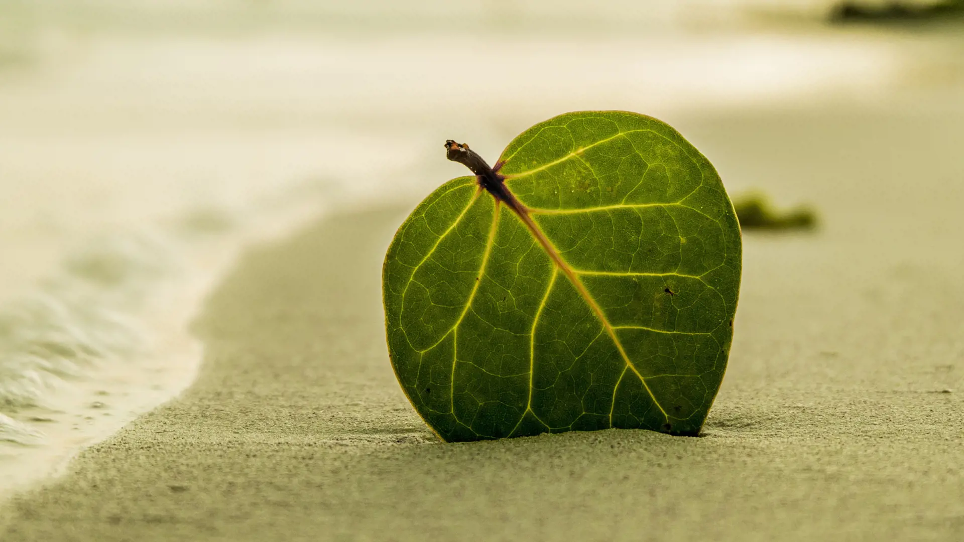 Image of a green leaf standing i sand
