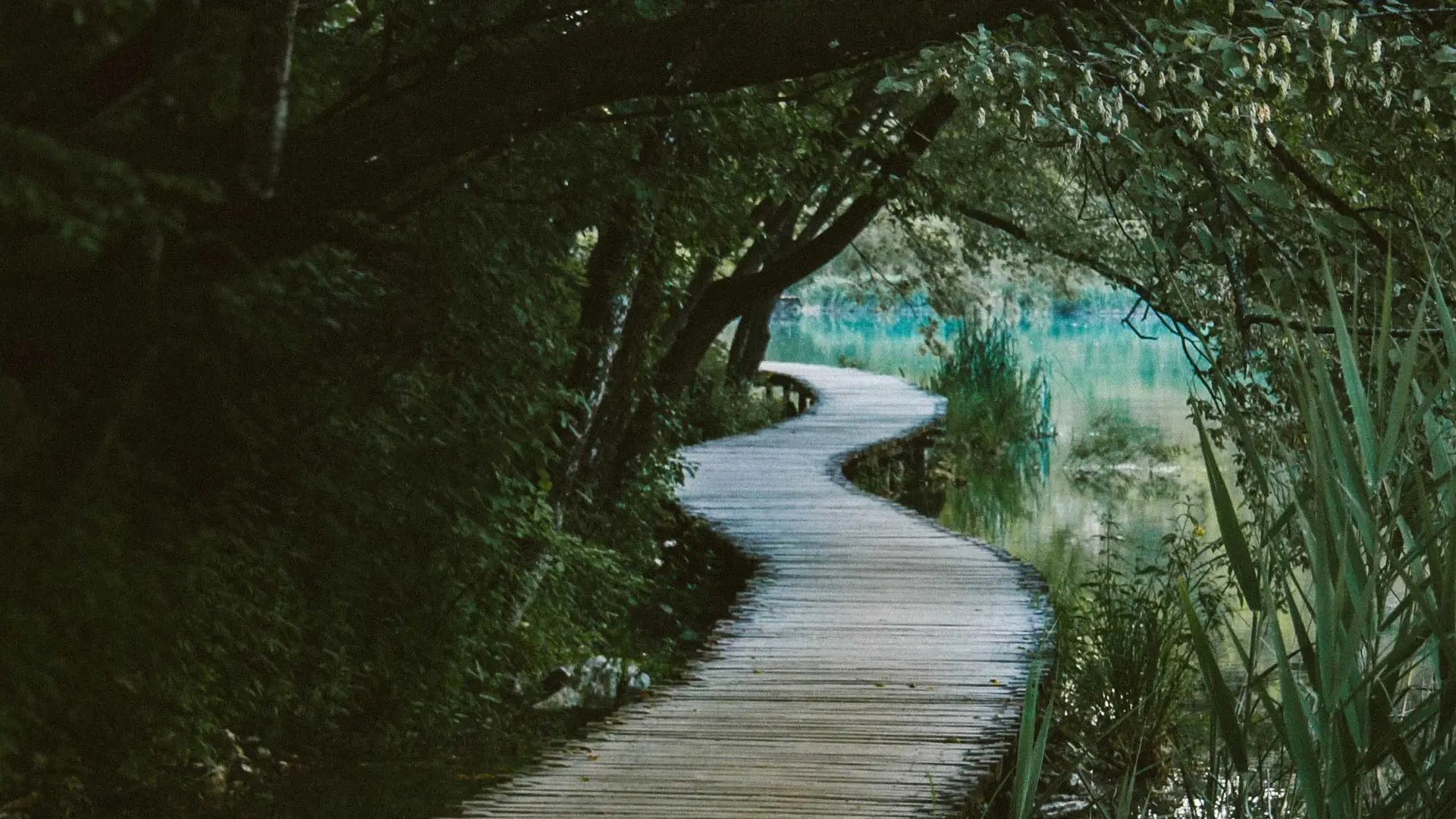 Winding wooden path in wetlands